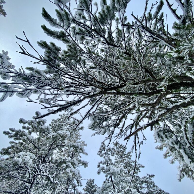 Icy Veins