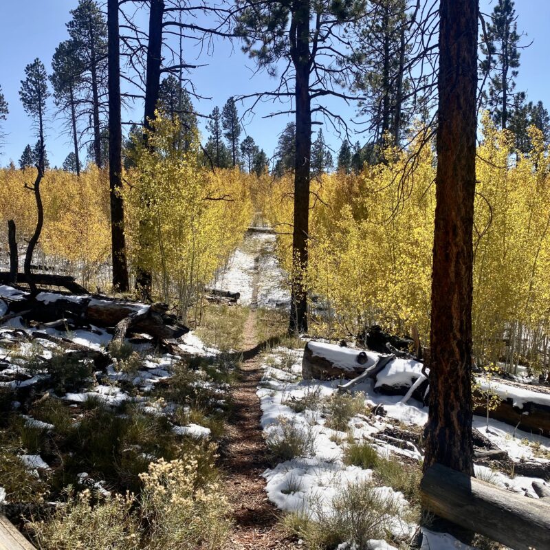 Aspen Pathing