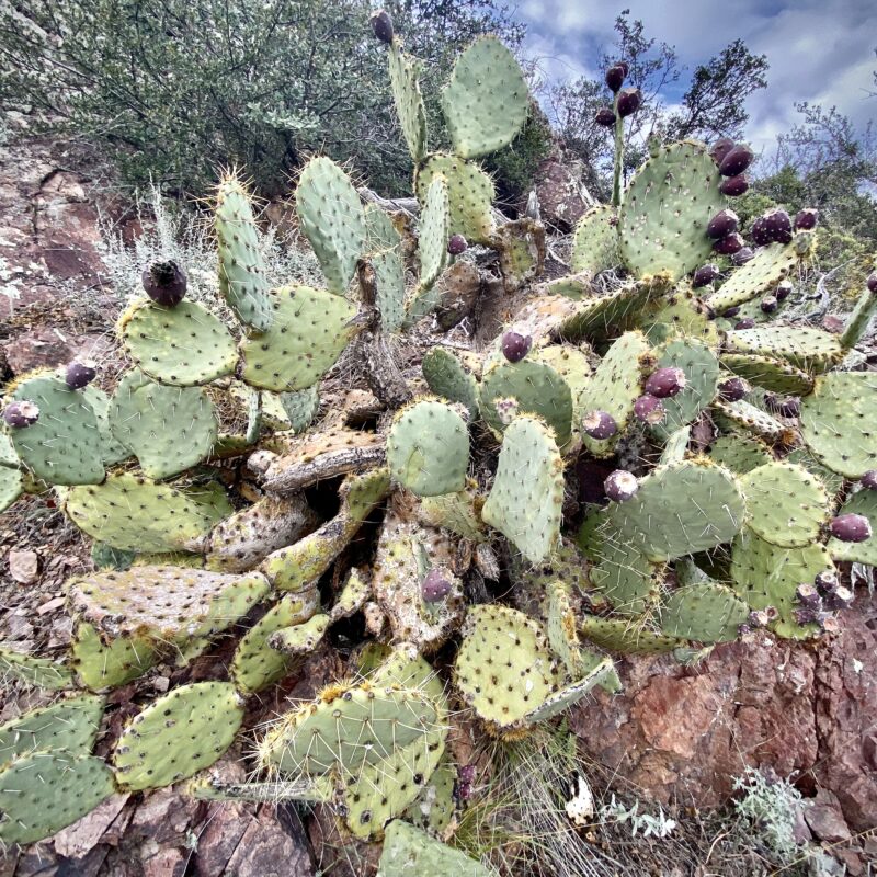 Big ‘Ol Prickly Pear
