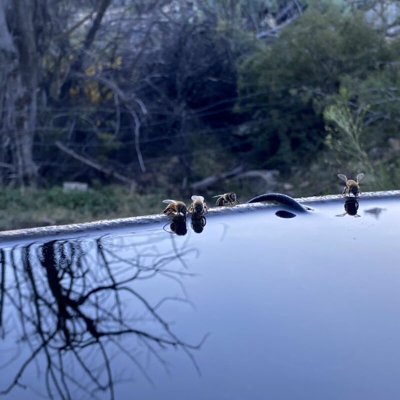 Bees of Whiterock Spring