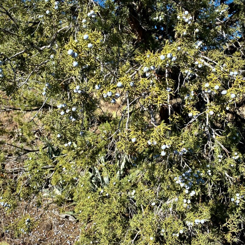 Juniper Berry Harvest