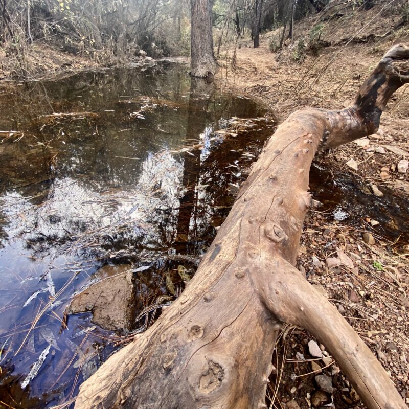 Reavis Creek Reflections