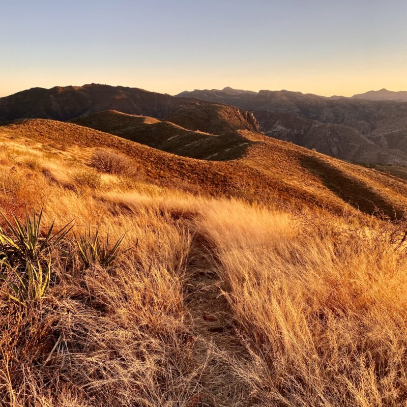 A Golden Ridge Walk