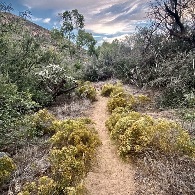 Scenic Desert Succulents
