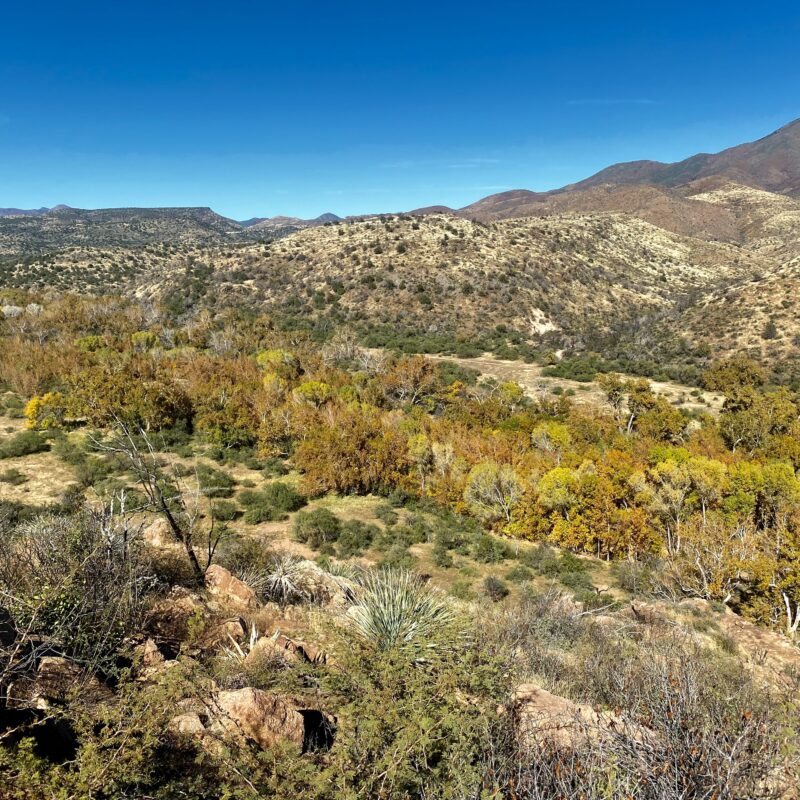Riparian Oaks of Sycamore Creek