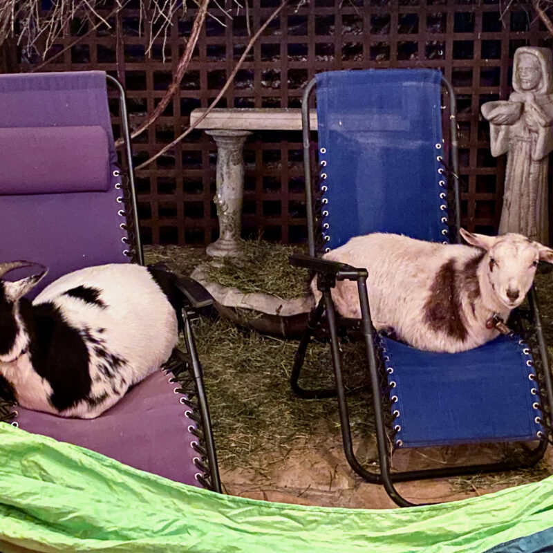 Nightgoats