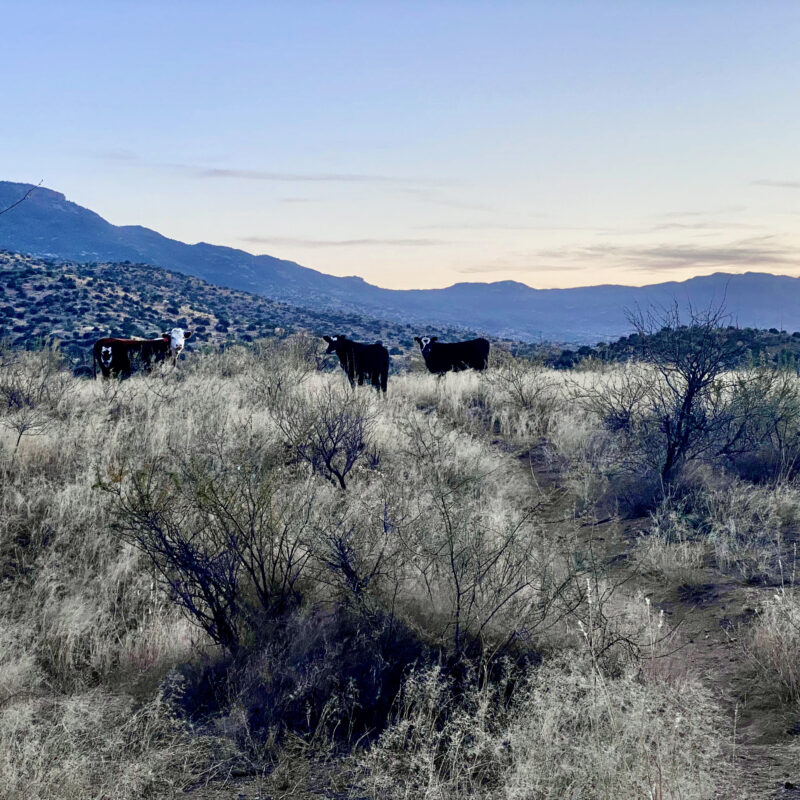 Dusk Cattle