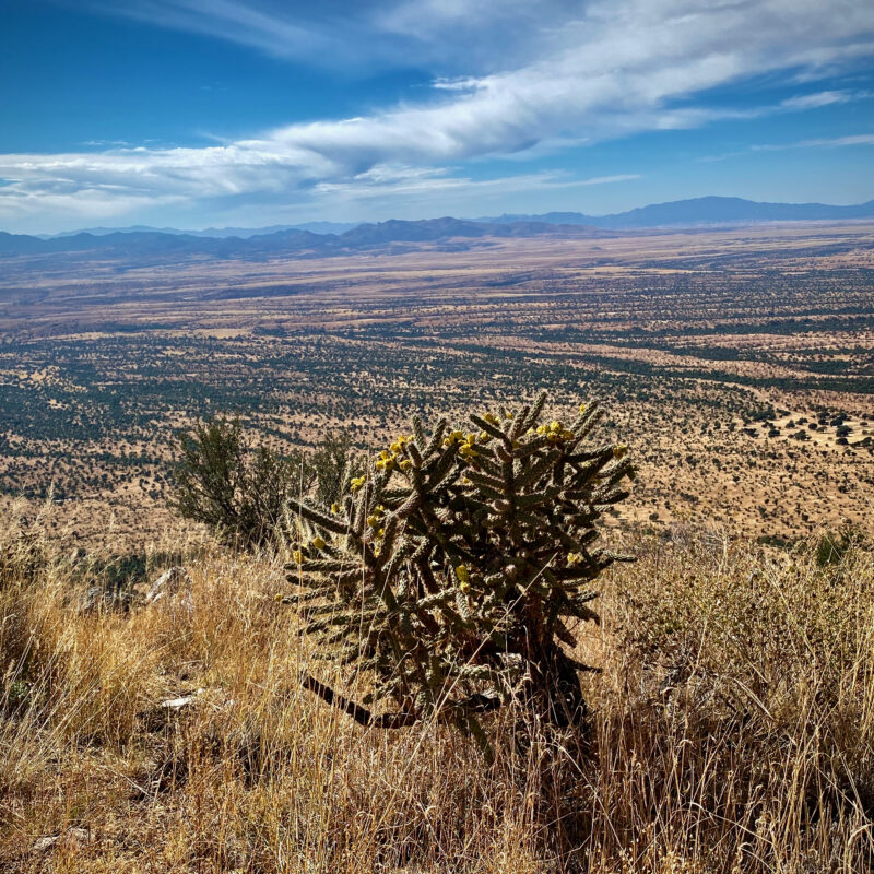 Cholla Above Mexico