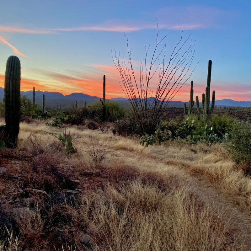 Saguaro National Park - Dawn