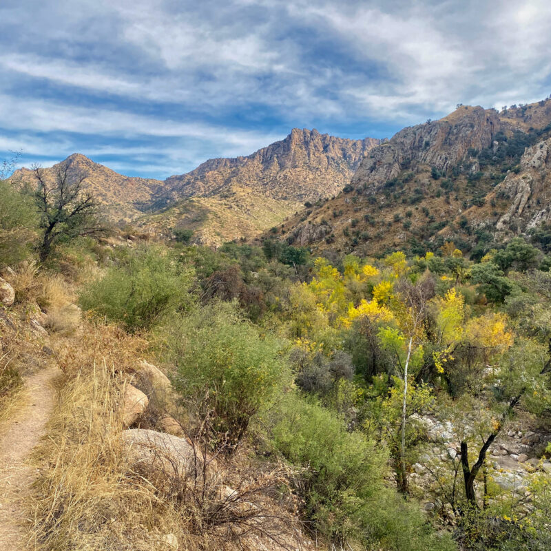 Sabino Canyon, Riparian