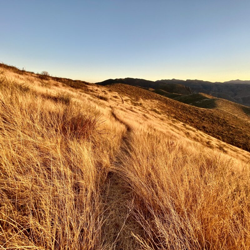 A Golden Ridge Walk II
