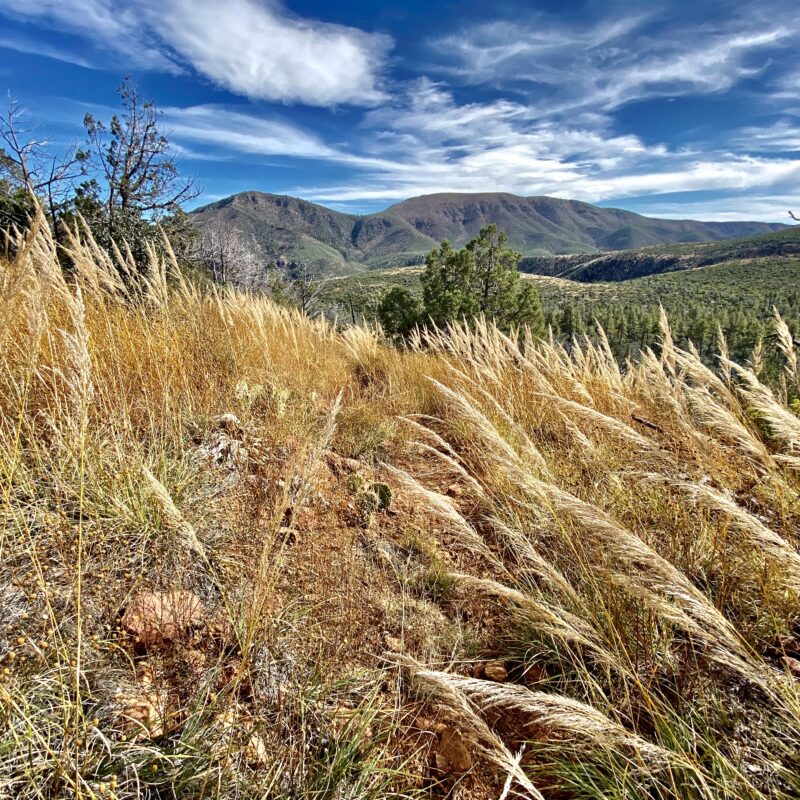 Golden Grasses Up High