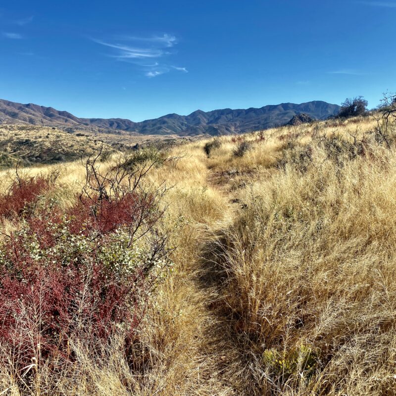 Regal Colored Walk