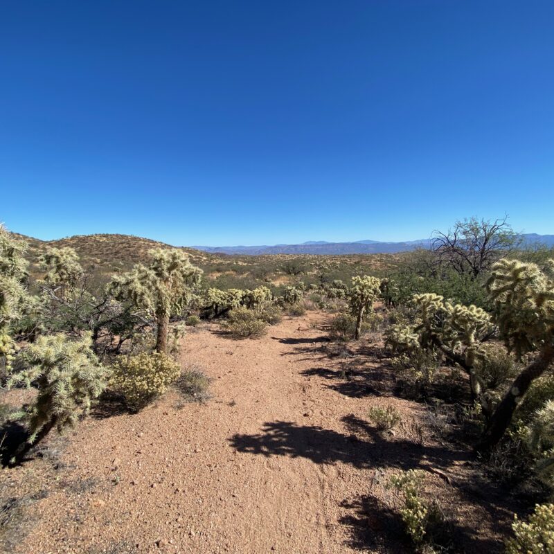 Cholla Walking