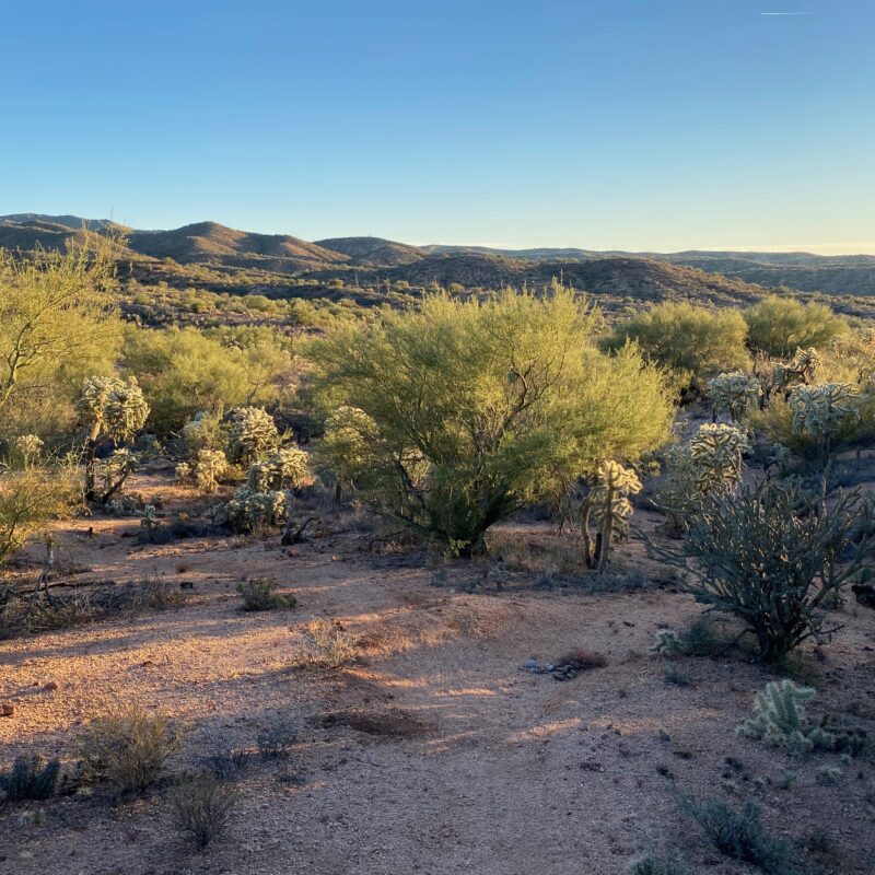 Palo Verde Views