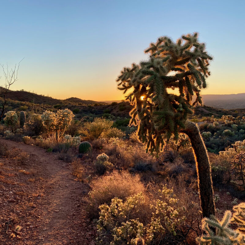 Twilight Cholla