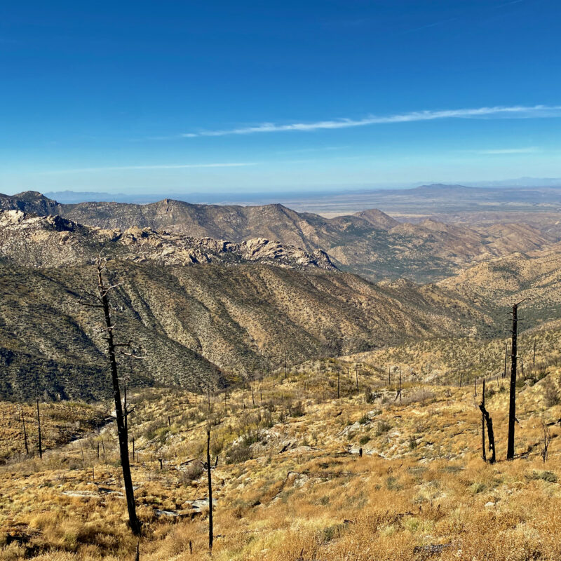 Way Up in the Catalinas
