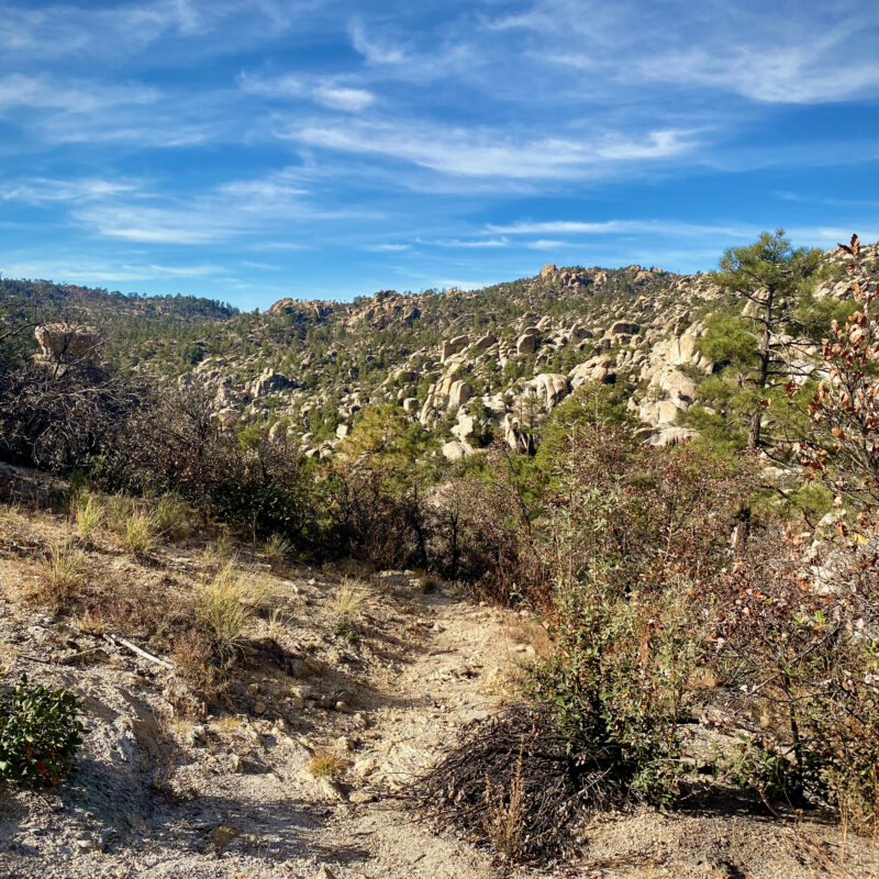 At the Top of Mt Lemmon