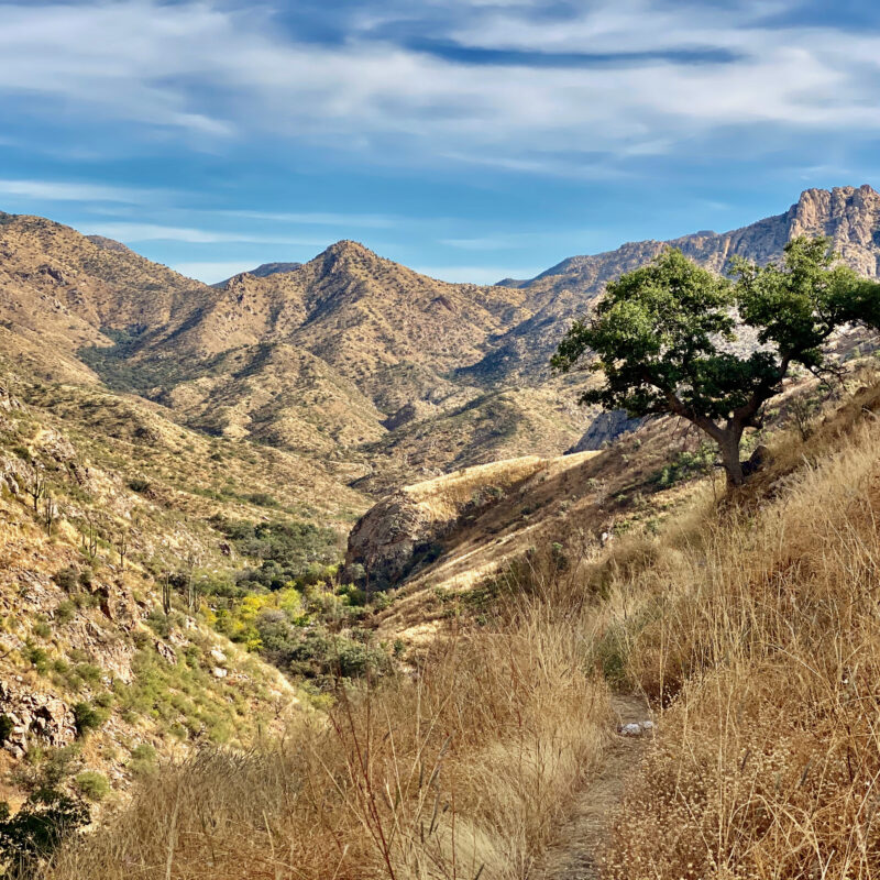 Lone Tree