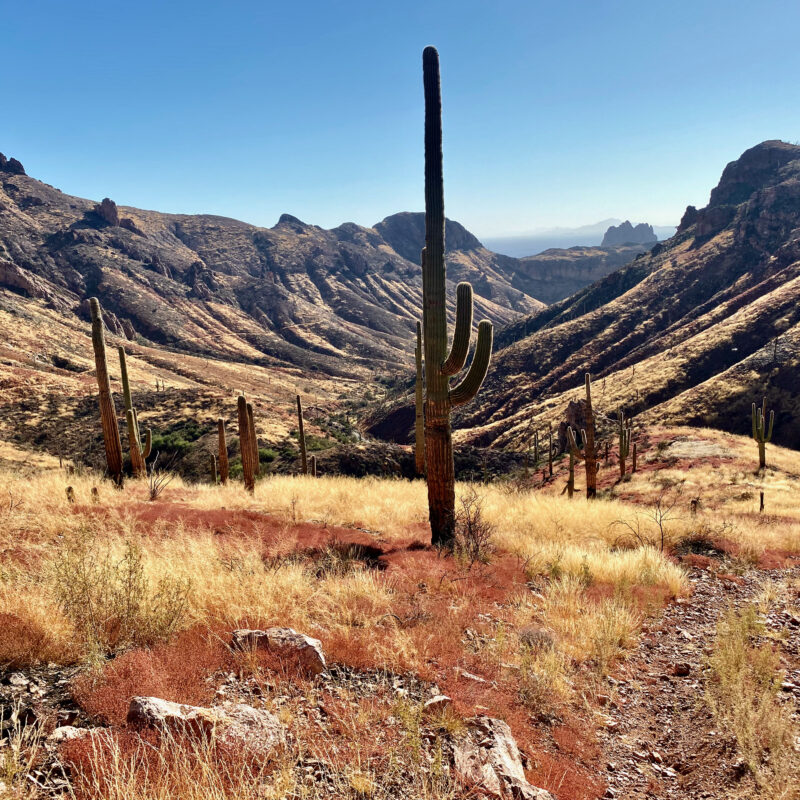 Alamo Canyon