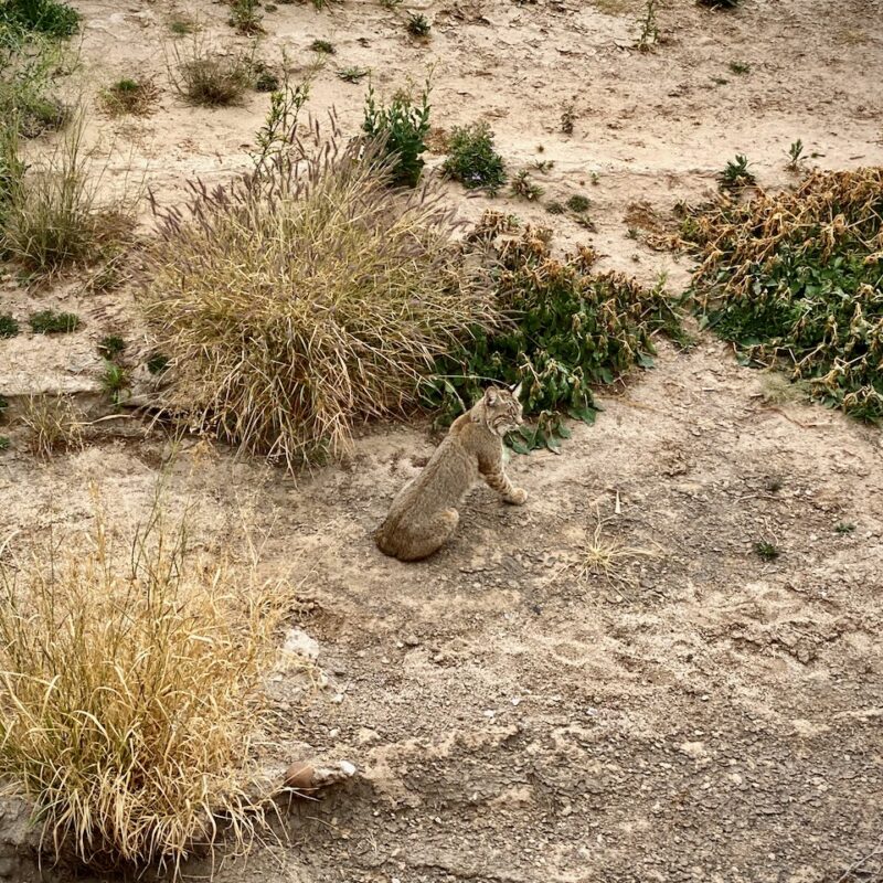 Tucson Bobcat
