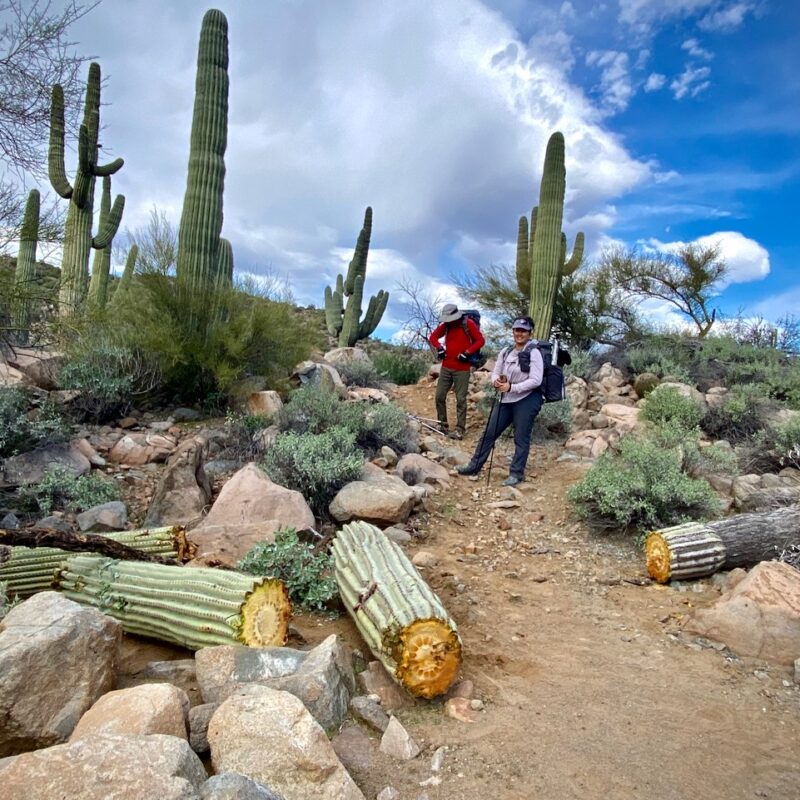 Sawed Saguaro
