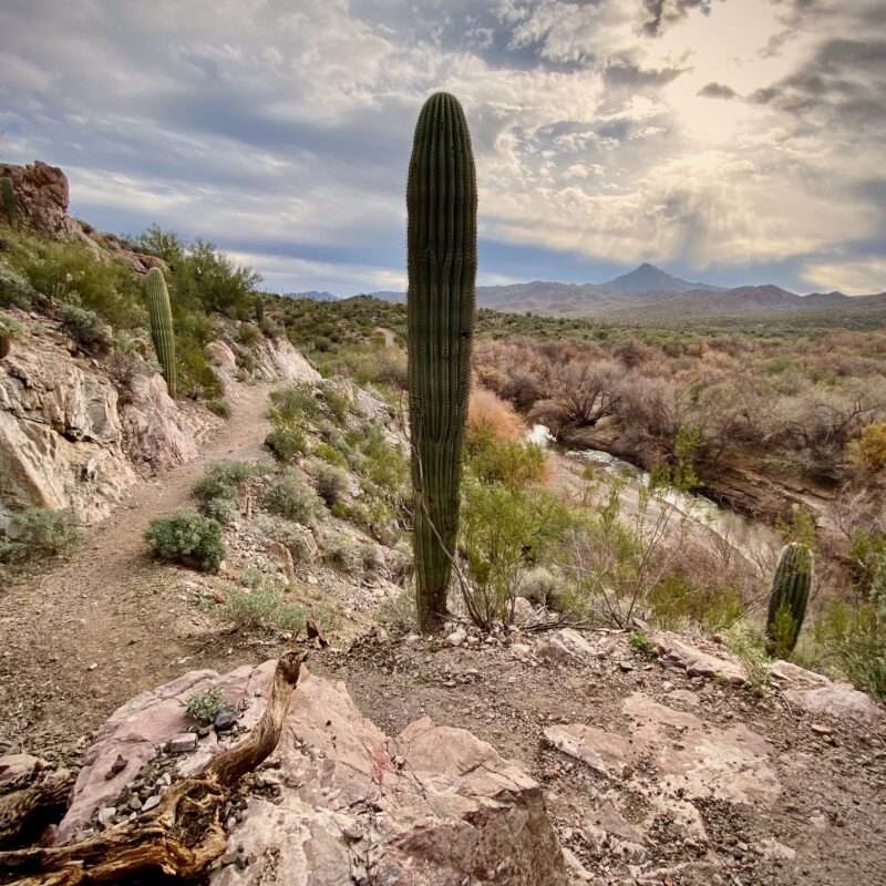 Saguaro and Clouds