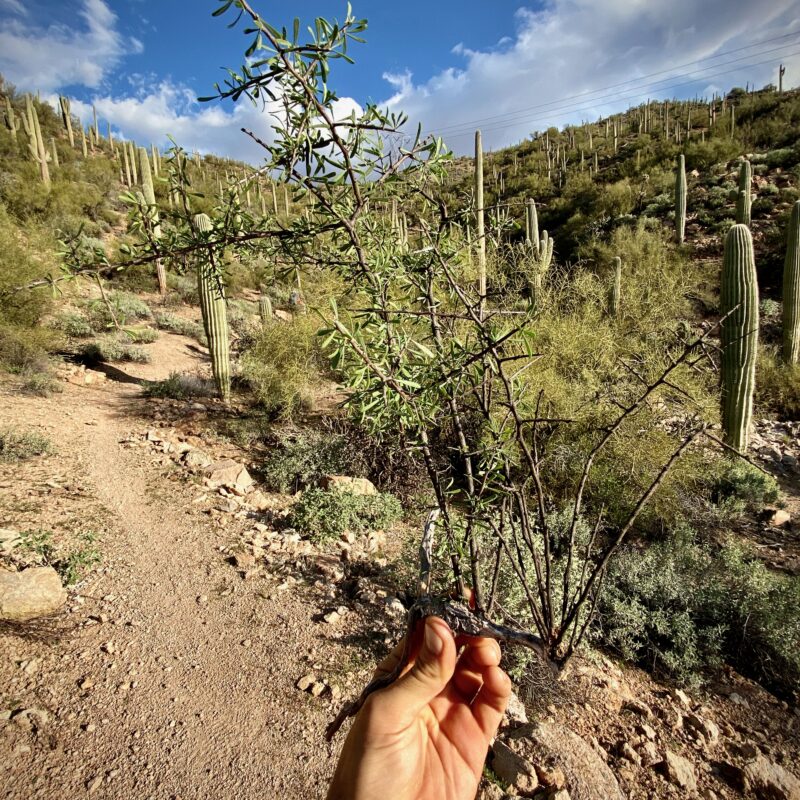 Trail Work Snippets