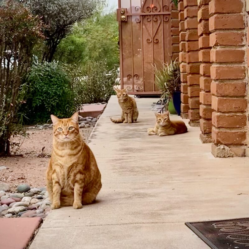Triple Threat