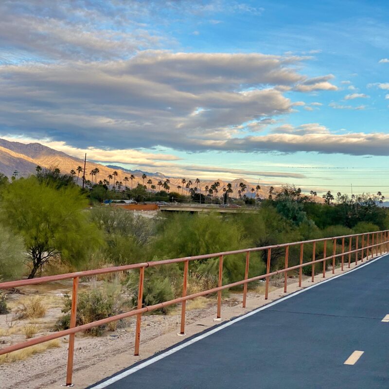 Palms Contrasting on the Rillito