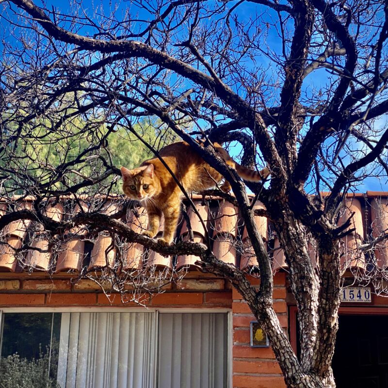 Tree Kitty