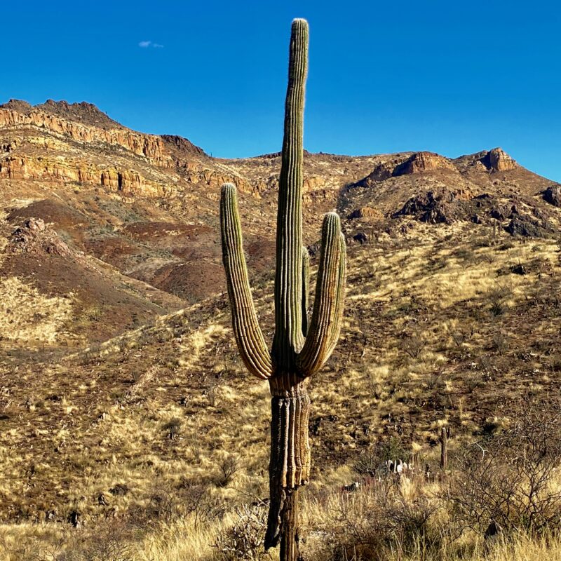 Burnt Saguaro of Telegraph Canyon
