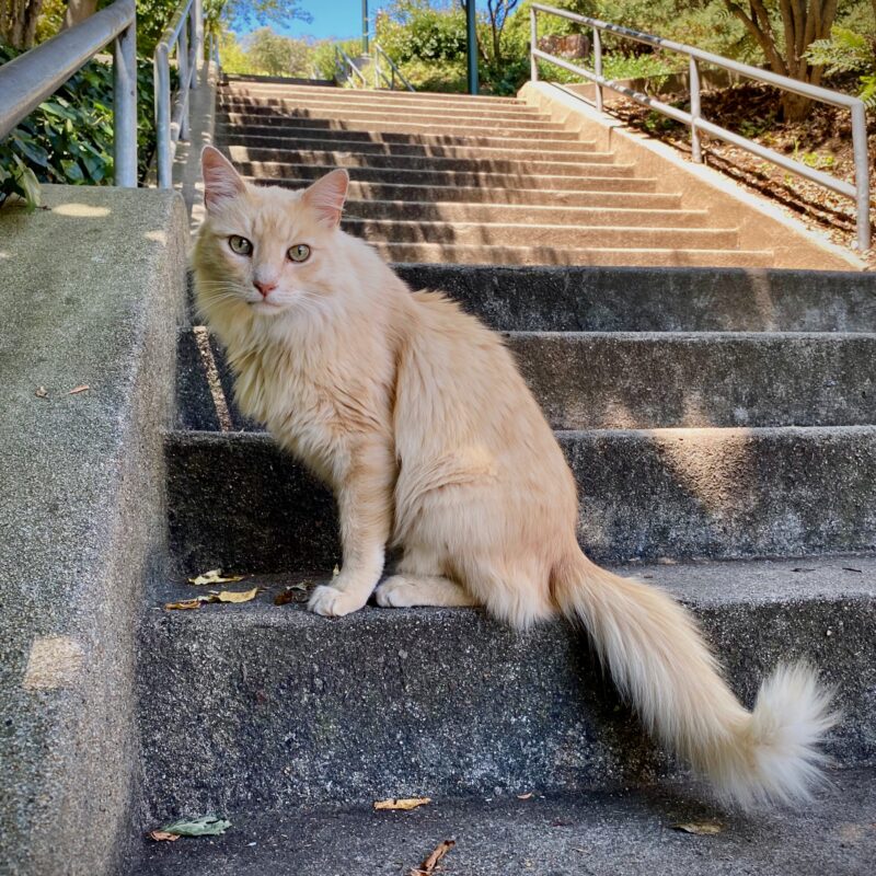 Pristine Alleycat
