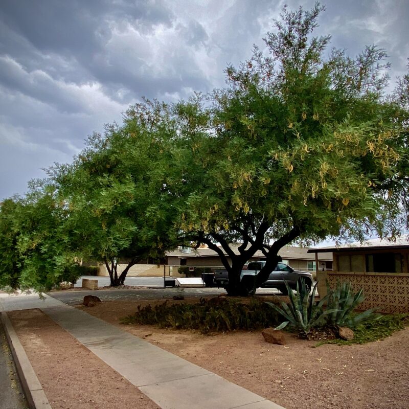 Mesquite Tree Plus Pods