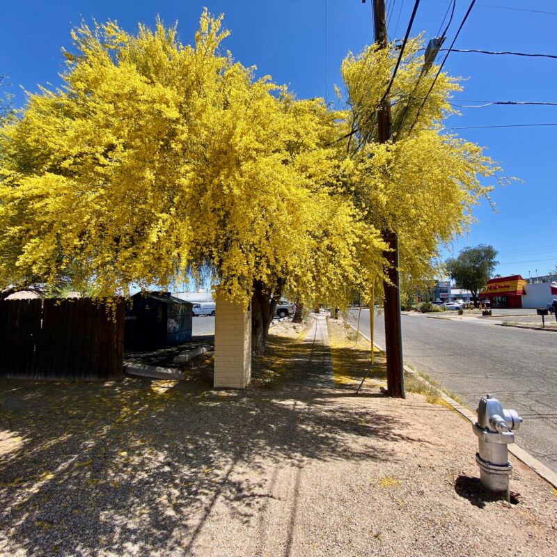 Palo Verde Blossoms