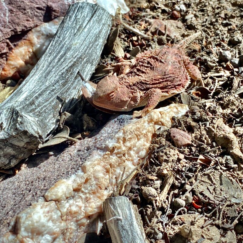 Horned Lizard