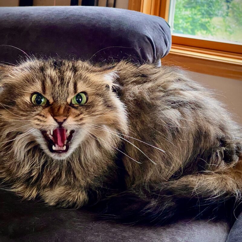 Angriest Cat in the Universe