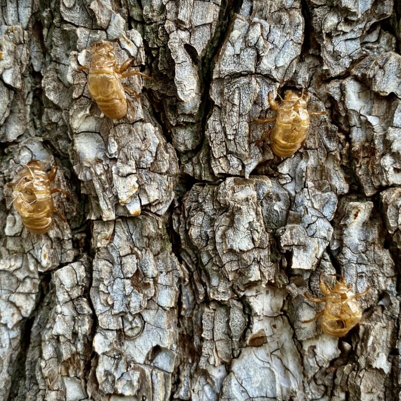 Cicada Bark