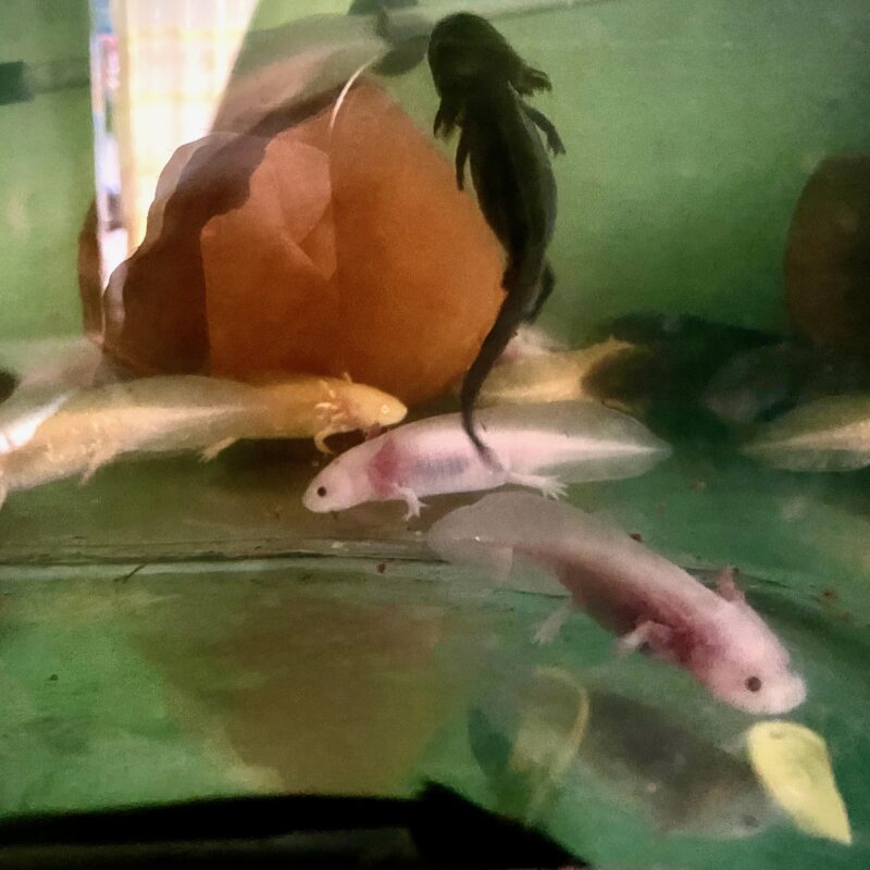 Axolotl Habitat
