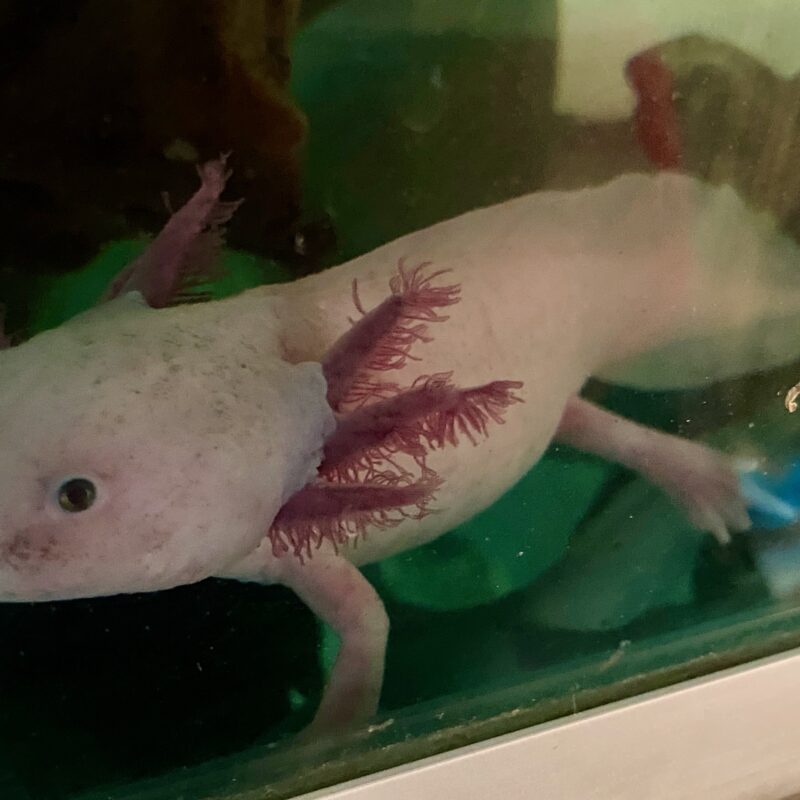 Axolotl Habitat