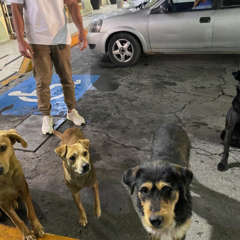Hidalgo Strays