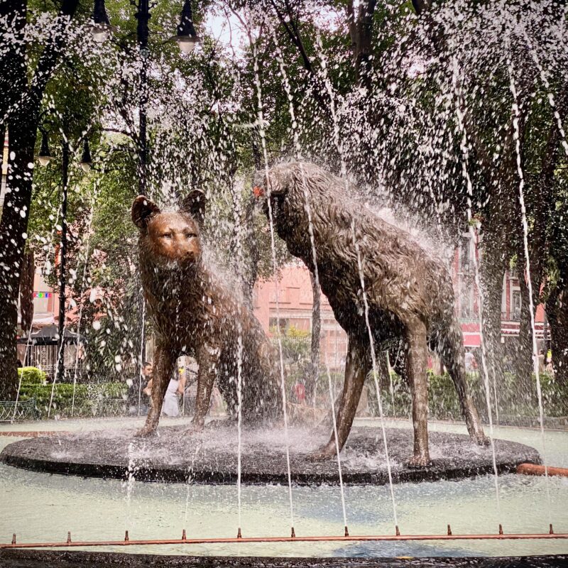 Wolves of Cayoacán