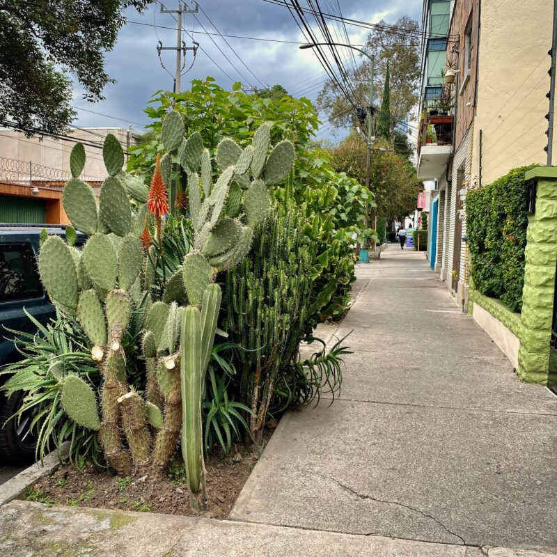 Street Shrubbery of CDMX