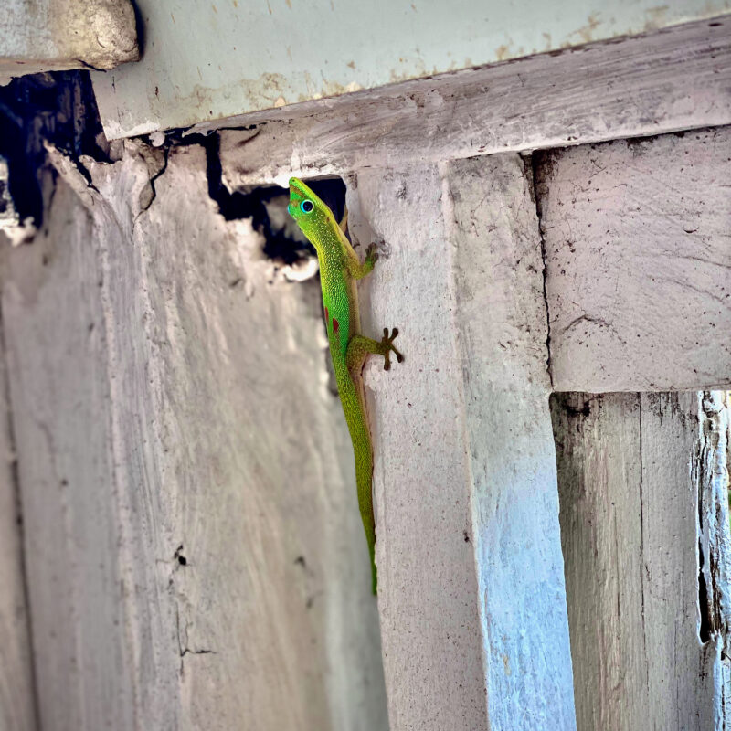 Hostel Gecko