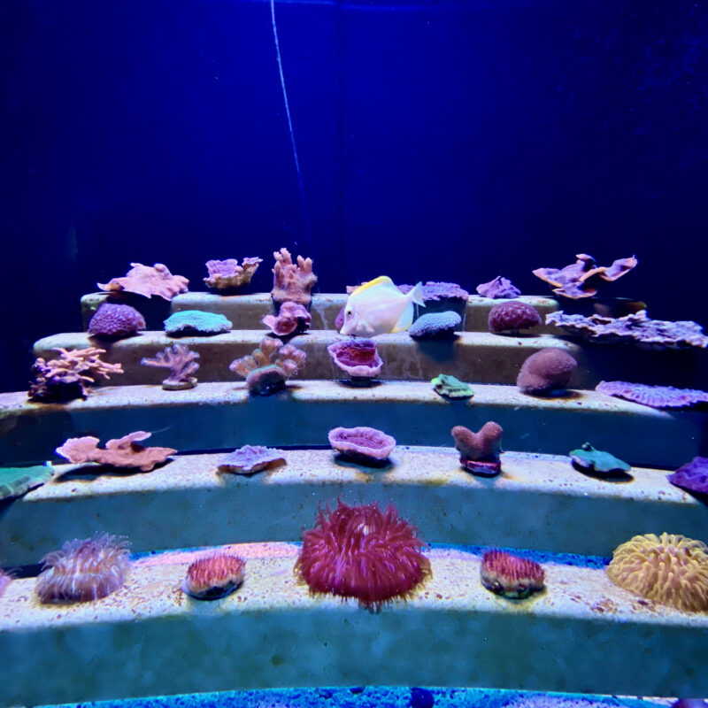 A Coral Collection
