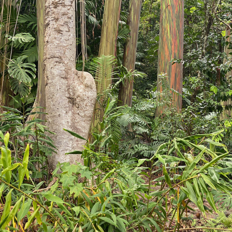 Rainbow Eucalyptus Tree