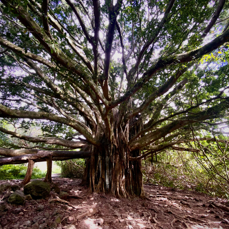 A Fine Banyan Specimen