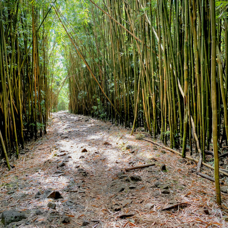 Way of Thick Bamboo