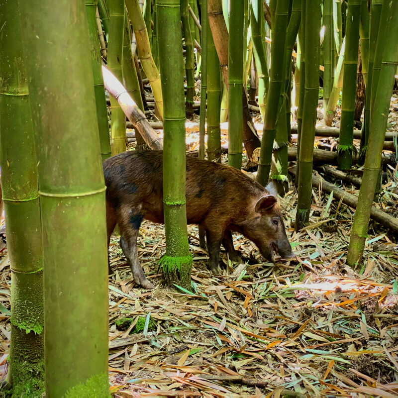 Bamboo Pig