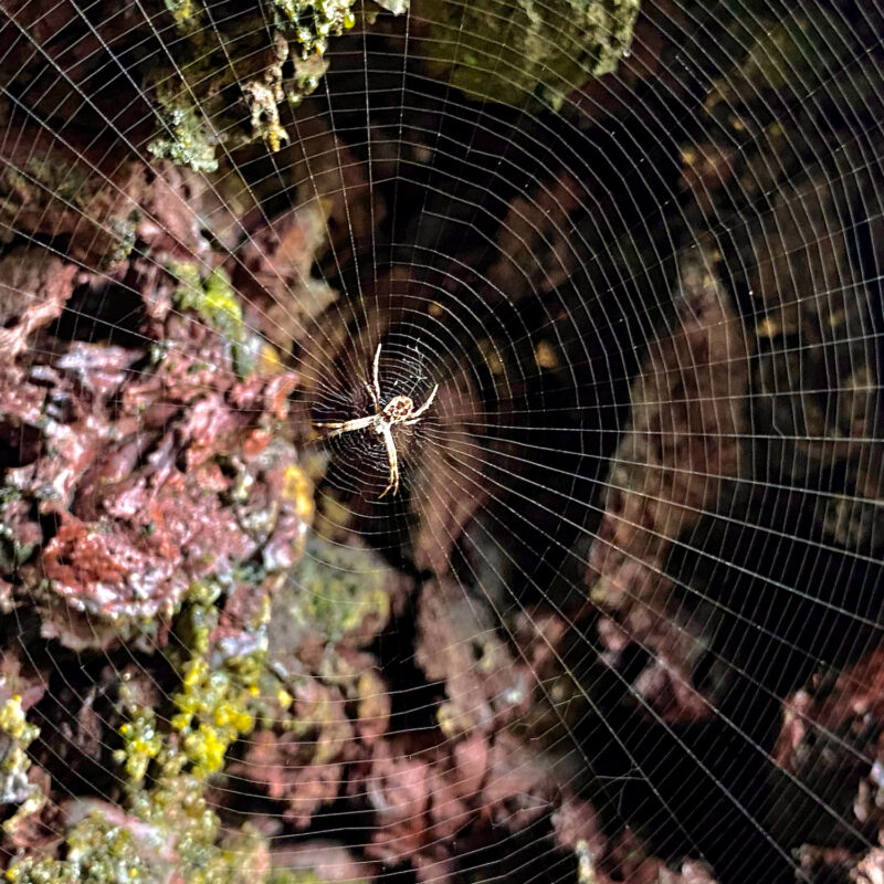 More Hawaiian Spiders